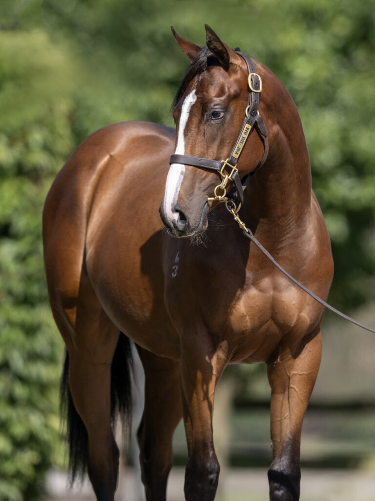 LOT 171.  Bay S23 filly ex SPIRIT OF BOOM x ASCERTAIN.  DOB 27 September 2023.  Consigned by Musk Creek Farm.  Photo by Bronwen Healy.  The Image is Everything - Bronwen Healy Photography.