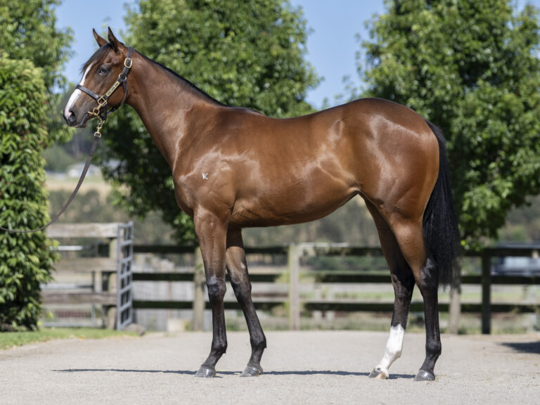 LOT 171.  Bay S23 filly ex SPIRIT OF BOOM x ASCERTAIN.  DOB 27 September 2023.  Consigned by Musk Creek Farm.  Photo by Bronwen Healy.  The Image is Everything - Bronwen Healy Photography.