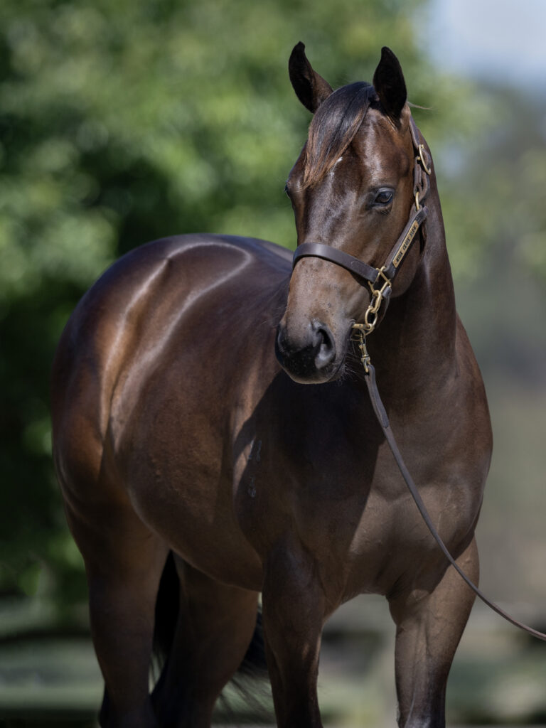 LOT 219.  Brown S23 colt ex RUSSIAN REVOLUTION x BLUE BLAZERS.  DOB 30 August 2023.  Consigned by Musk Creek Farm.  Photo by Bronwen Healy.  The Image is Everything - Bronwen Healy Photography.