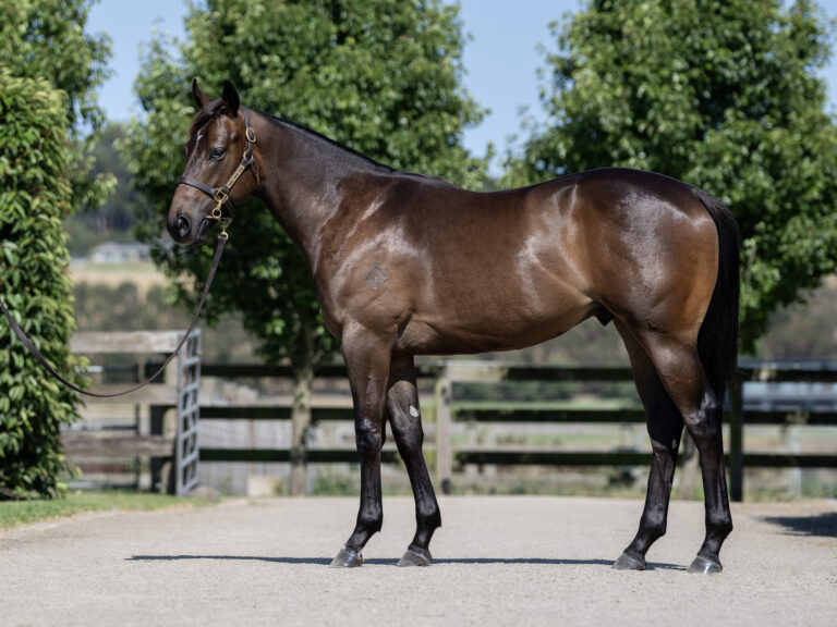 LOT 219.  Brown S23 colt ex RUSSIAN REVOLUTION x BLUE BLAZERS.  DOB 30 August 2023.  Consigned by Musk Creek Farm.  Photo by Bronwen Healy.  The Image is Everything - Bronwen Healy Photography.