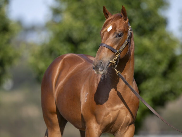 LOT 239.  Chestnut S23 colt ex CAPITALIST x  CAFE ROYAL.  DOB 1 September 2023.  Consigned by Musk Creek Farm.  Photo by Bronwen Healy.  The Image is Everything - Bronwen Healy Photography.