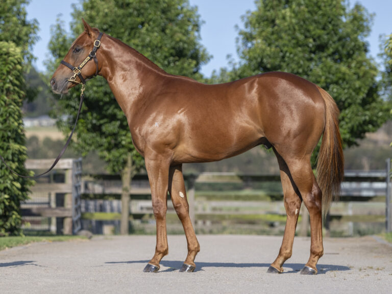 LOT 239.  Chestnut S23 colt ex CAPITALIST x  CAFE ROYAL.  DOB 1 September 2023.  Consigned by Musk Creek Farm.  Photo by Bronwen Healy.  The Image is Everything - Bronwen Healy Photography.