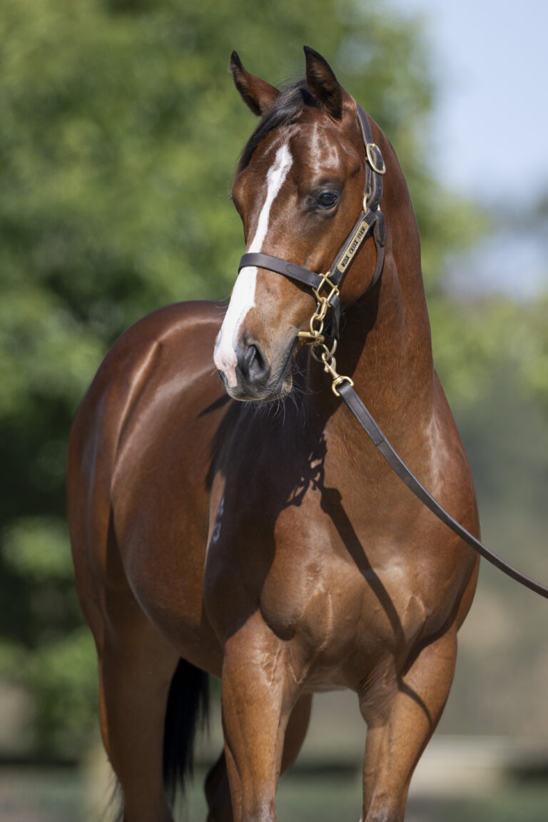 LOT 40.  Bay S23 colt ex EXCEED AND EXCEL x TOMORROW’S DREAM.  DOB 12 September 2023.  Consigned by Musk Creek Farm.  Photo by Bronwen Healy.  The Image is Everything - Bronwen Healy Photography.