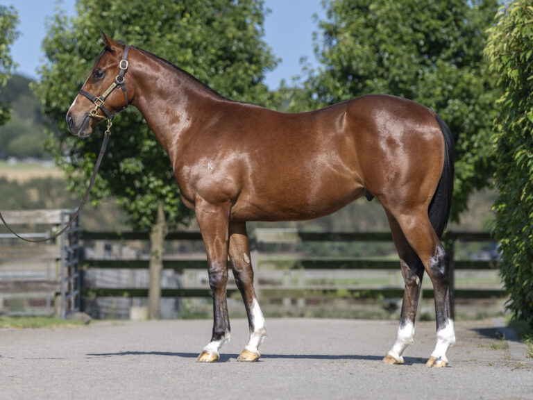 LOT 40.  Bay S23 colt ex EXCEED AND EXCEL x TOMORROW’S DREAM.  DOB 12 September 2023.  Consigned by Musk Creek Farm.  Photo by Bronwen Healy.  The Image is Everything - Bronwen Healy Photography.