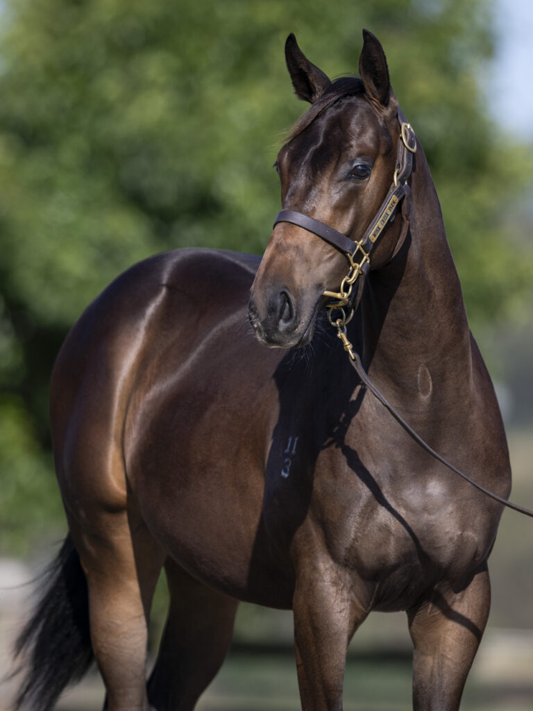 LOT 977.  Brown S23 filly ex TOO DARN HOT x SPECIALISM.  DOB 22 October 2023.  Consigned by Musk Creek Farm.  Photo by Bronwen Healy.  The Image is Everything - Bronwen Healy Photography.