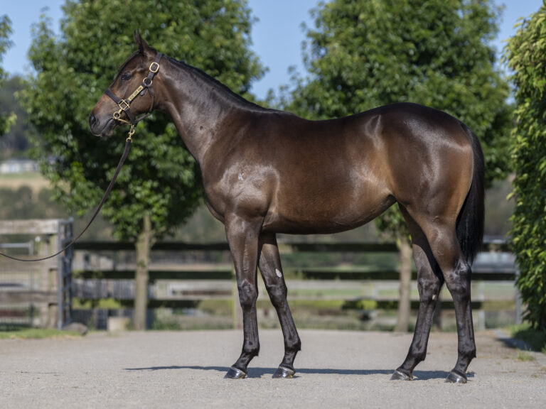 LOT 977.  Brown S23 filly ex TOO DARN HOT x SPECIALISM.  DOB 22 October 2023.  Consigned by Musk Creek Farm.  Photo by Bronwen Healy.  The Image is Everything - Bronwen Healy Photography.