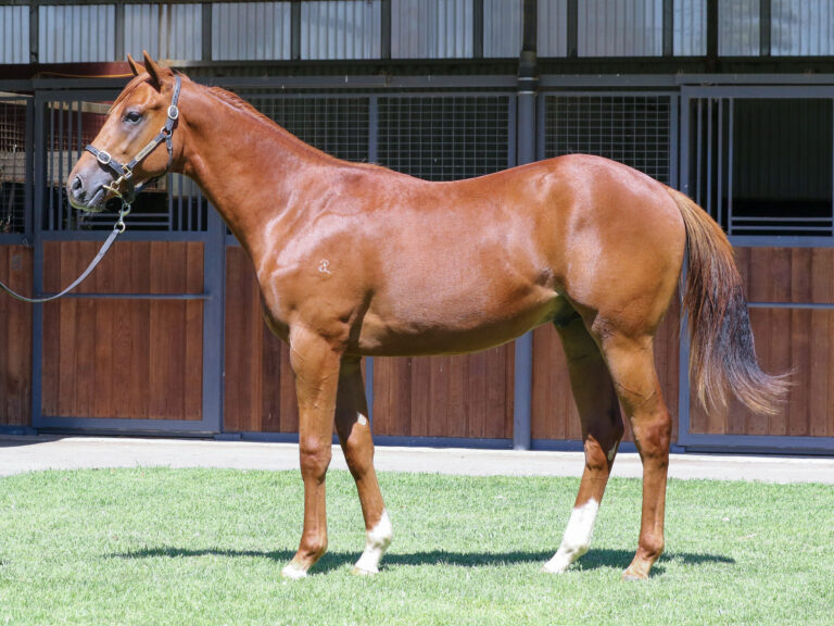 Lot 258,Exceed And Excel x Chantrea_19-12-2024_GEN_Three Bridges Thoroughbreds__2386