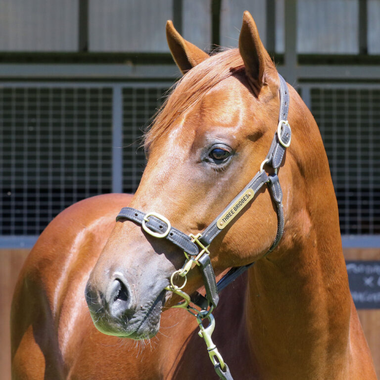 Lot 258,Exceed And Excel x Chantrea_19-12-2024_GEN_Three Bridges Thoroughbreds__2420