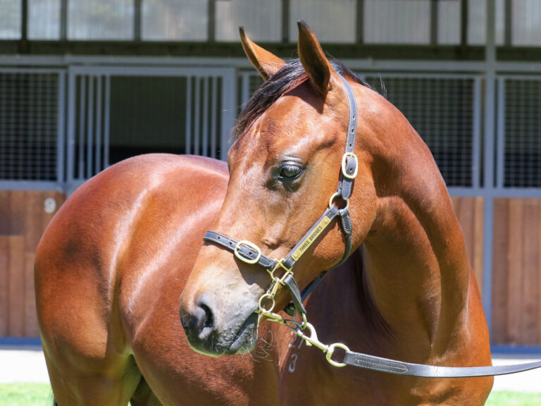 Lot 464,I Am Invincible x Haut Brion Her_19-12-2024_GEN_Three Bridges Thoroughbreds3368