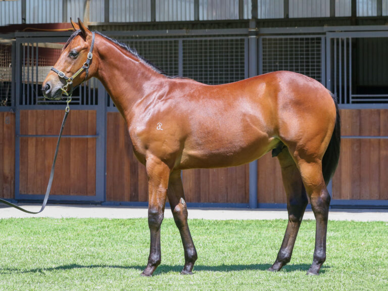 Lot 464,I Am Invincible x Haut Brion Her_19-12-2024_GEN_Three Bridges Thoroughbreds__2994