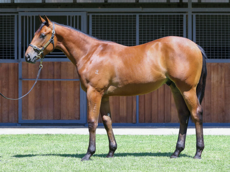 Lot 589,Home Affairs x Lamu_19-12-2024_GEN_Three Bridges Thoroughbreds__3635