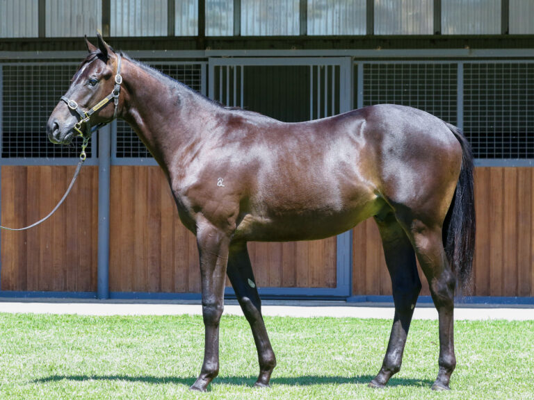 Lot 640,Shamus Award x Mariafoot_19-12-2024_GEN_Three Bridges Thoroughbreds__3799