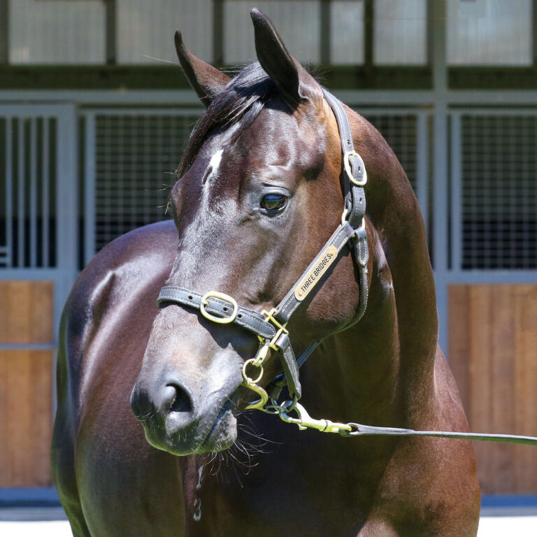 Lot 640,Shamus Award x Mariafoot_19-12-2024_GEN_Three Bridges Thoroughbreds__3877