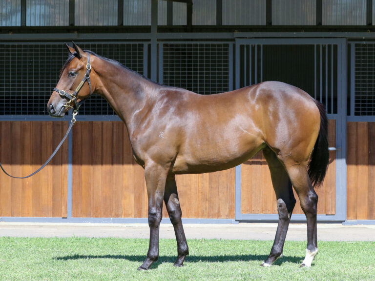 Lot 818,Dundeel x Queen Of The World_19-12-2024_GEN_Three Bridges Thoroughbreds__666