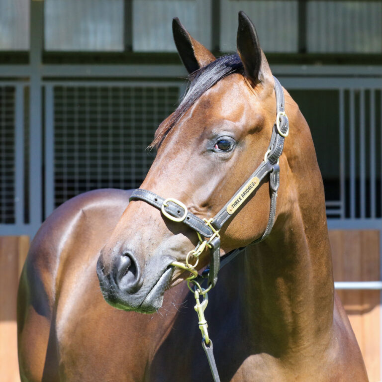 Lot 818,Dundeel x Queen Of The World_19-12-2024_GEN_Three Bridges Thoroughbreds__711