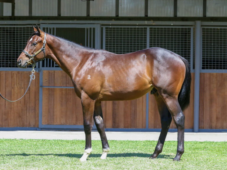 Lot 88,Toronado x Wawail_19-12-2024_GEN_Three Bridges Thoroughbreds__2479