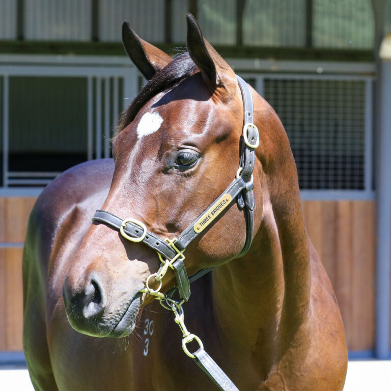 Lot 88,Toronado x Wawail_19-12-2024_GEN_Three Bridges Thoroughbreds__2949