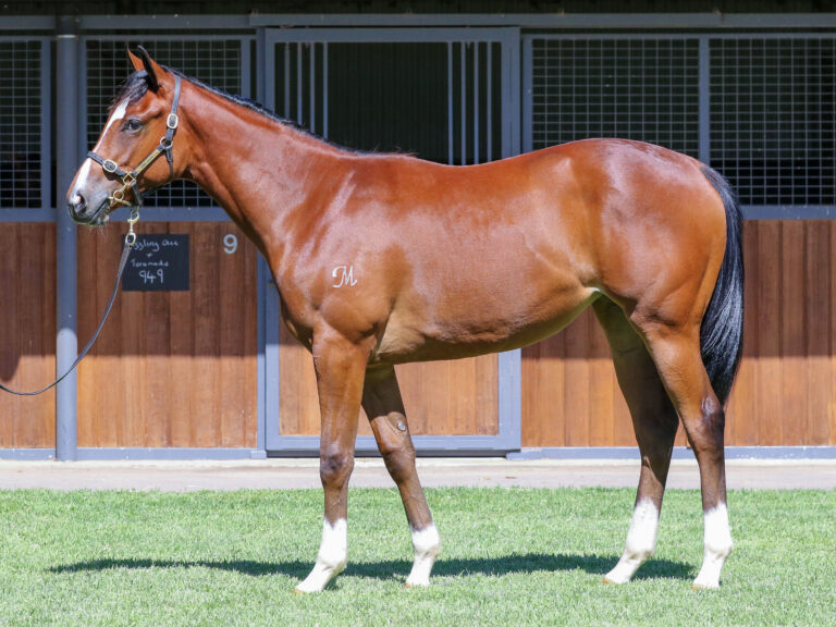 Lot 949,Toronado x Sizzling Ace_19-12-2024_GEN_Three Bridges Thoroughbreds__1022