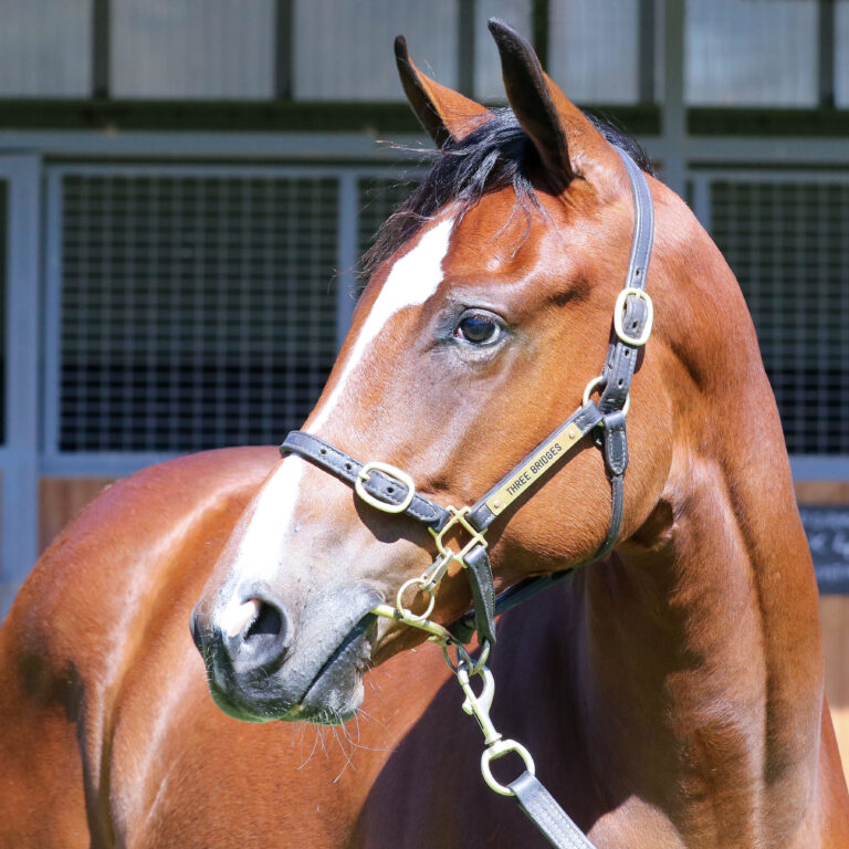 Lot 949,Toronado x Sizzling Ace_19-12-2024_GEN_Three Bridges Thoroughbreds__1071