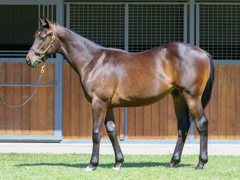 Lot 965,Exceed And Excel x Solar Moon_19-12-2024_GEN_Three Bridges Thoroughbreds__2150