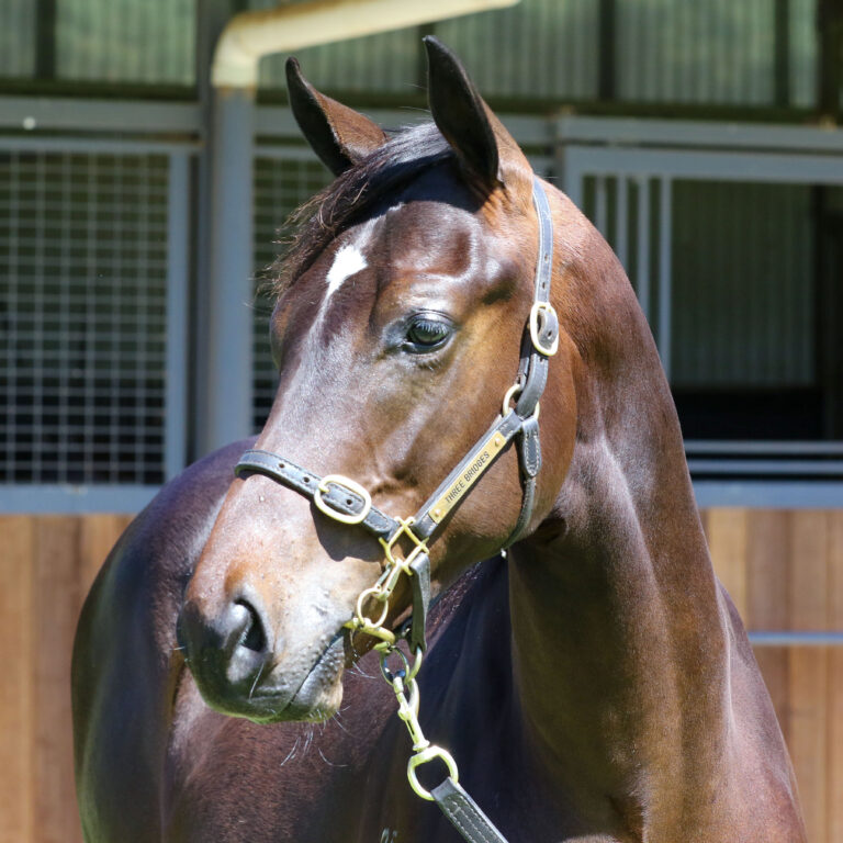 Lot 965,Exceed And Excel x Solar Moon_19-12-2024_GEN_Three Bridges Thoroughbreds__2246