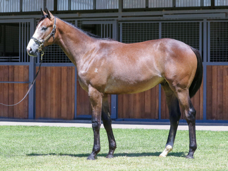 Lot 998,Palace Pier x Stormy Mountain_19-12-2024_GEN_Three Bridges Thoroughbreds__4439