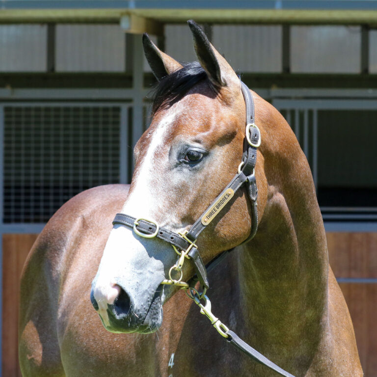 Lot 998,Palace Pier x Stormy Mountain_19-12-2024_GEN_Three Bridges Thoroughbreds__4460