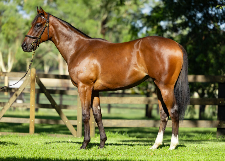 Lot 158 - Brave Smash x Devil's Harmony