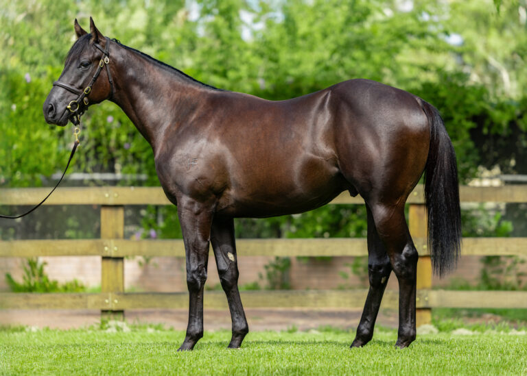 Lot 582 - Proisir x Respect