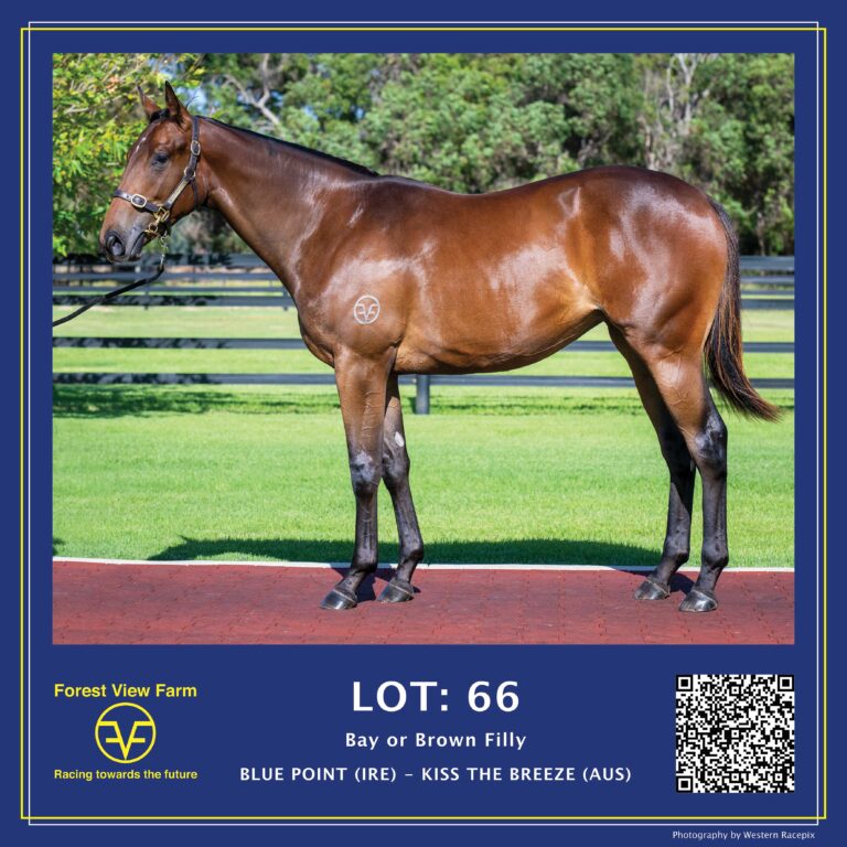 Lot 66