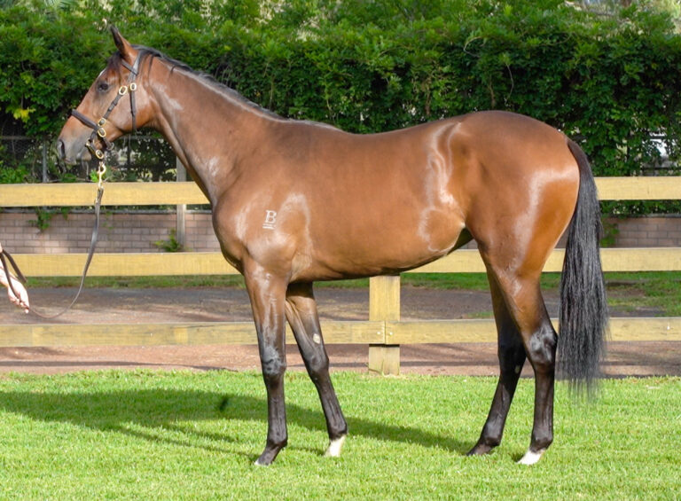 Lot 103 - Trapeze Artist x Tobacco Bay (IRE)