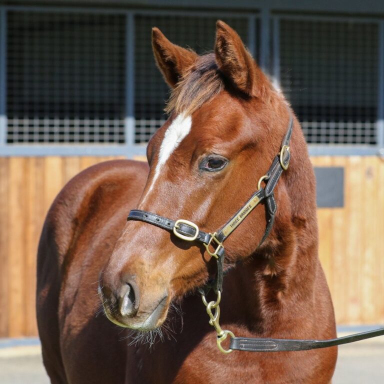 Lot 164 Toronado x Queen Of The World