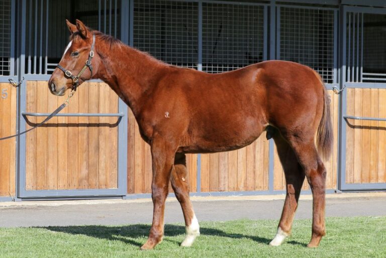 Lot 164 Toronado x Queen Of The World