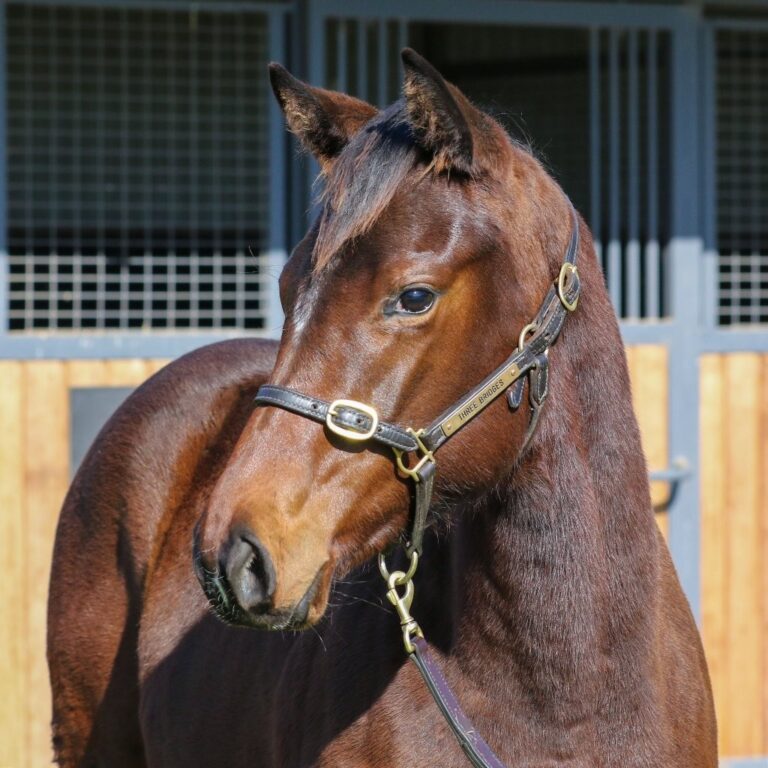 Toronado x Suzila filly