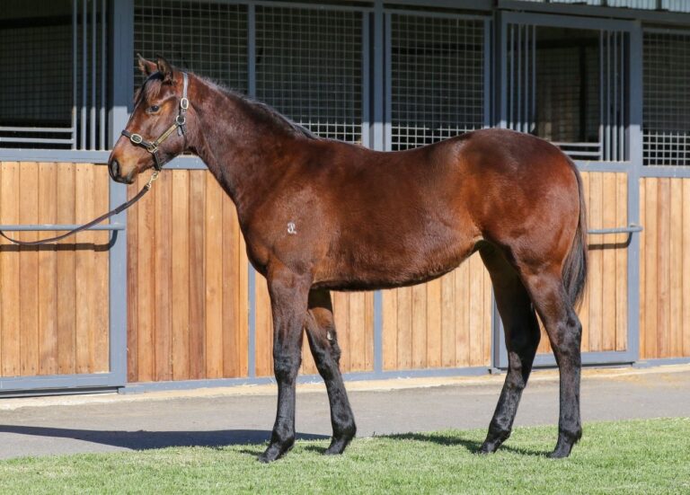 Toronado x Suzila filly