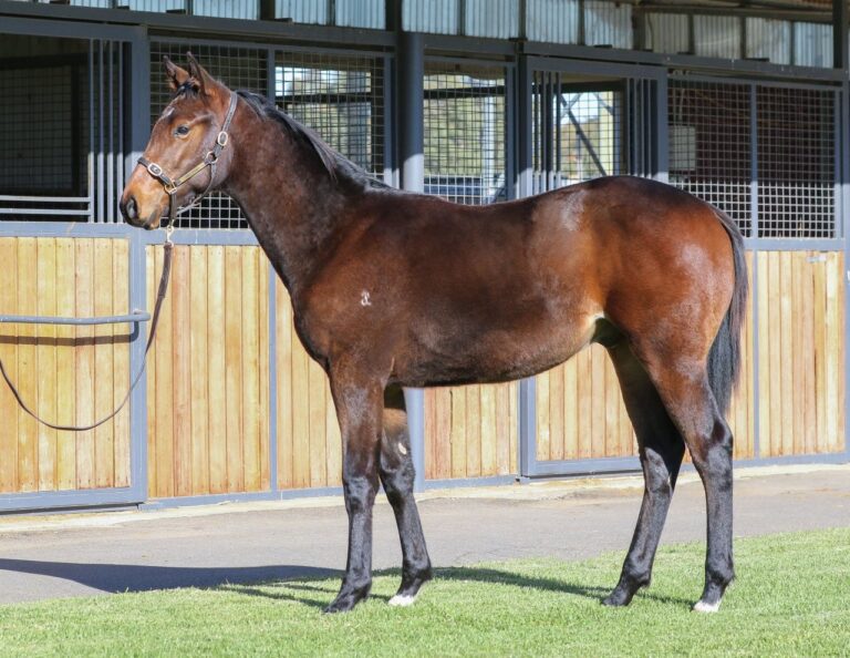 Lot 329 Toronado x Chantrea