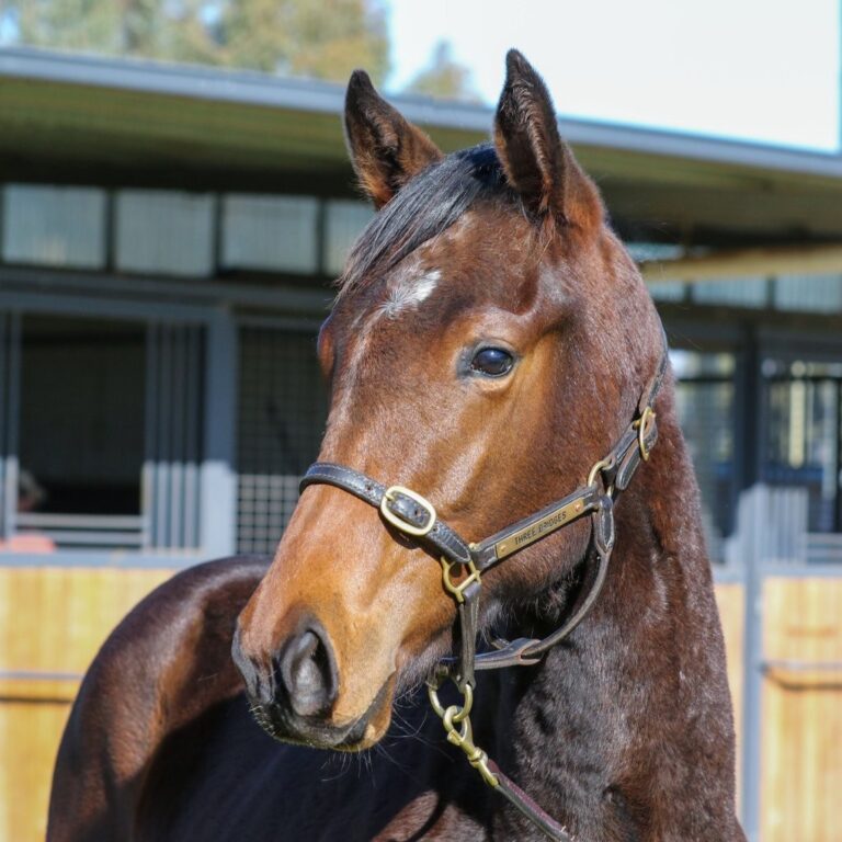 Lot 329 Toronado x Chantrea
