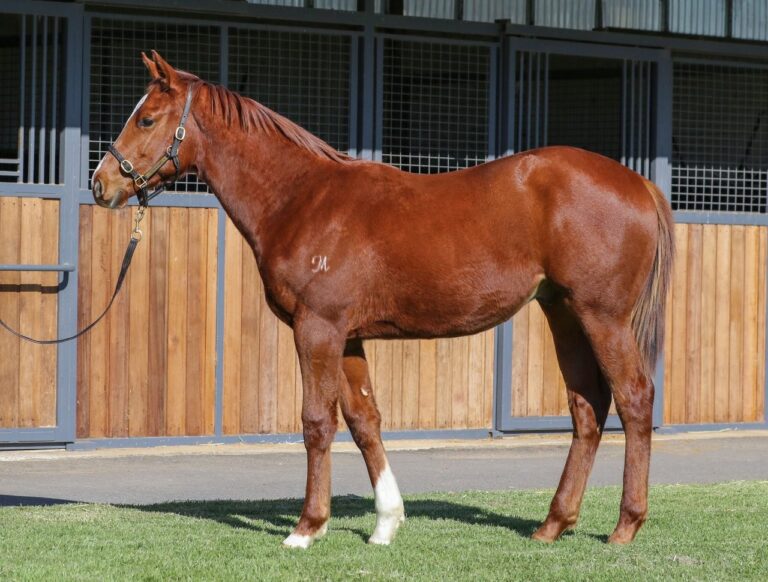 Lot 92 Toronado x Lunakorn colt