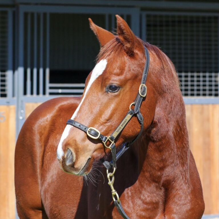 Lot 92 Toronado x Lunakorn colt