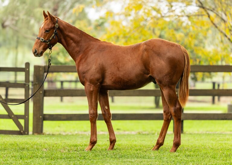 Weanling - Lot 121