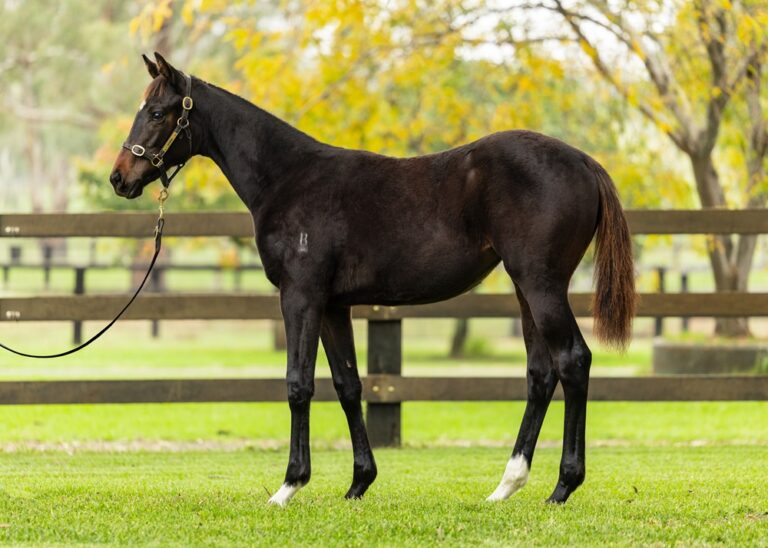 Weanling - Lot 203