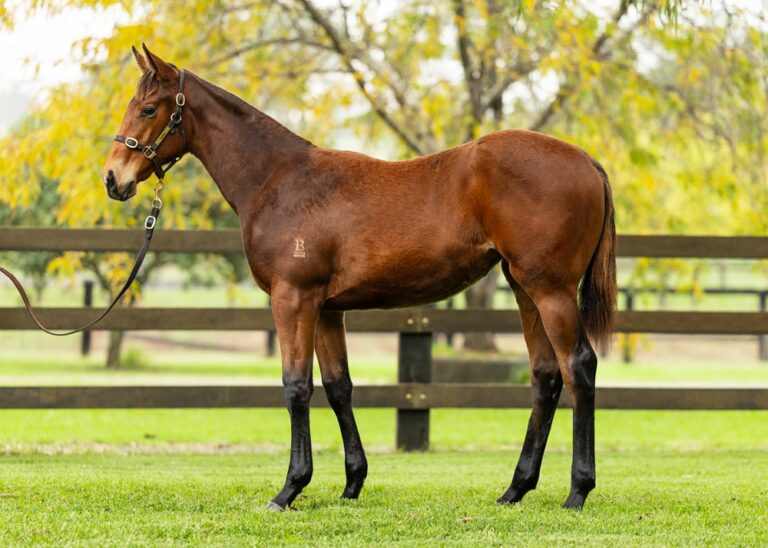 Weanling - Lot 225