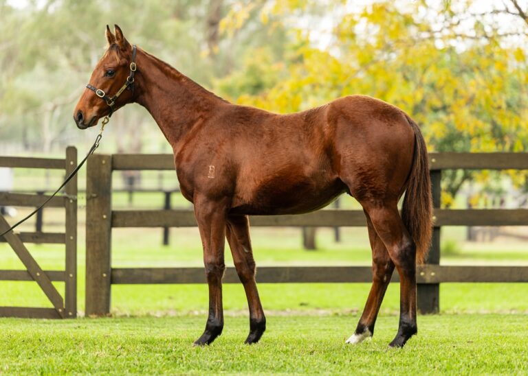 Weanling - Lot 298