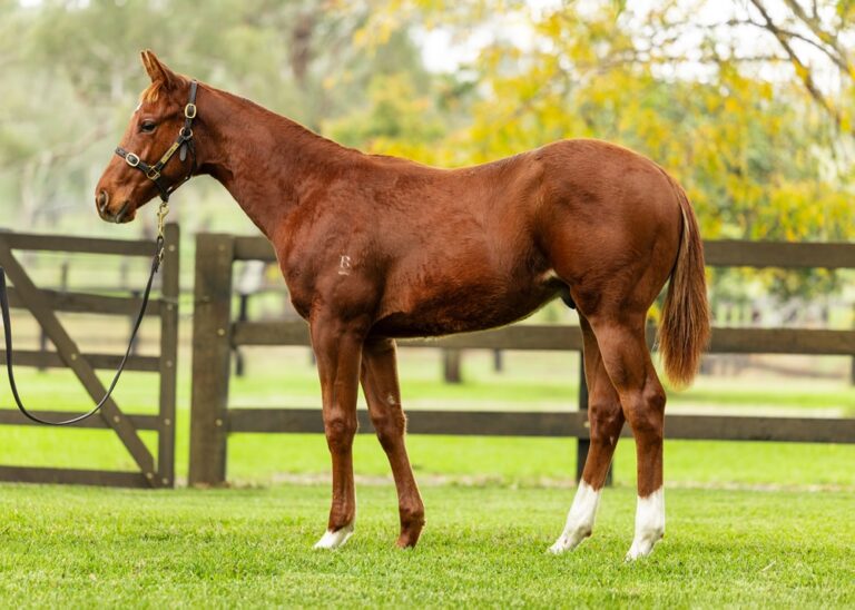 Weanling - Lot 42