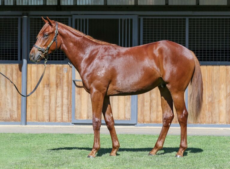 Lot 178 - Siyouni (FR) x Cloud Angel (GB)