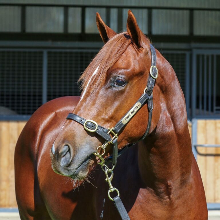 Lot 178 - Siyouni (FR) x Cloud Angel (GB) headshot