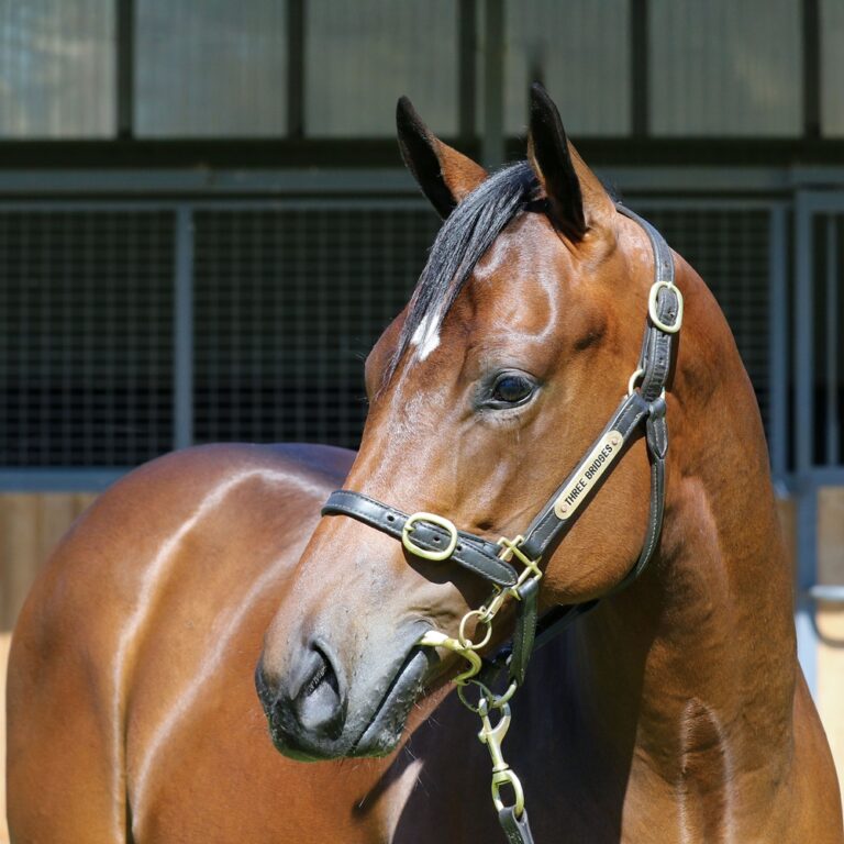 Lot 454 - Toronado (IRE) x Lamu (GB) headshot