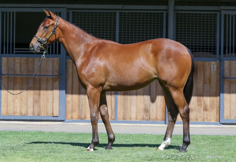Lot 481 - Frankel (GB) x Lolloping (USA)