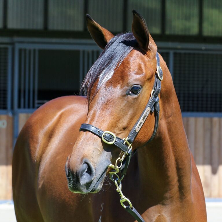 Lot 481 - Frankel (GB) x Lolloping (USA) headshot