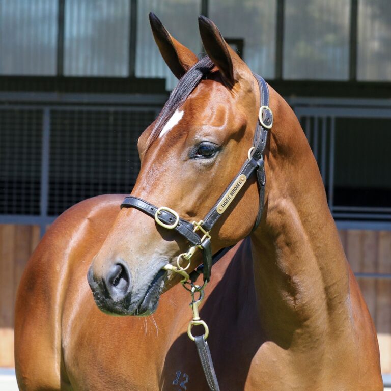 Lot 570 - Night of Thunder (IRE) x Mist Moment (IRE) headshot